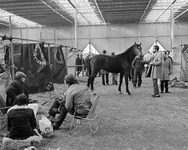 855288 Afbeelding van de tijdelijke stallen tijdens een landelijke hengstenkeuring in de Veemarkthallen (Sartreweg 1) ...